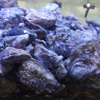Oesters Texel